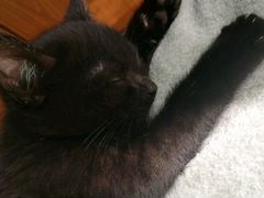 Отдам чёрного котёнка (мальчик), 2 месяца