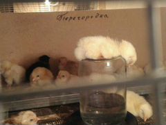 Суточные цыплята домашних несушек