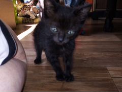 Черный котенок- талисман удачи и богатства