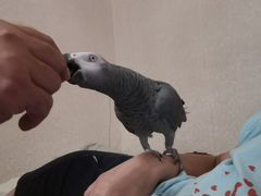 Говорящий ручной серый крупный попугай