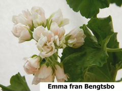 Пеларгония Emma fran Bengtsbo