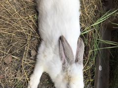 Кролик, мальчик, 5 месяцев