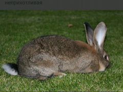 Кролик самец