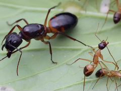 Camponotus Fellah/Parius