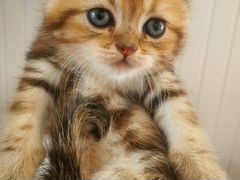 Красивый золотисый шотландский котик