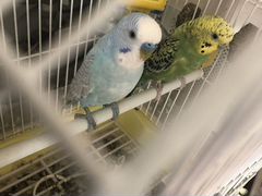 Семейная пара попугаев