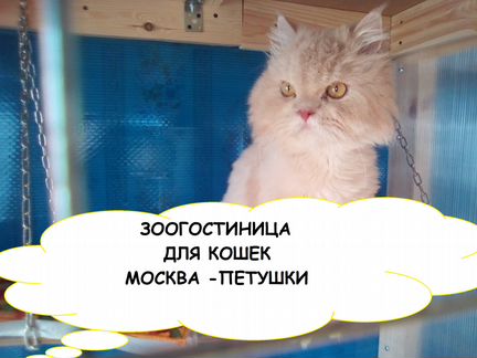 Гостиница для кошек из Орехова-Зуева, Петушков