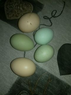 Инкубацинное яйцо,Петушки Лакеданзи Ухейлюй