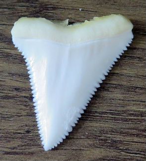 Зуб акулы L39.8мм