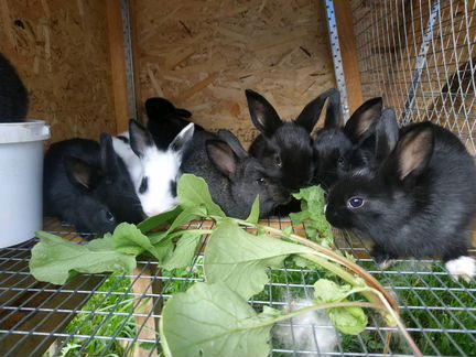 Продам декоративных кроликов