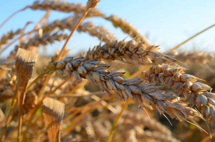 Пшеница нового урожая