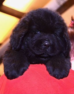 Продаётся щенок ньюфаундленд 1,7 месяцев. Кобель
