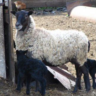 Романовская овца с ягнятами