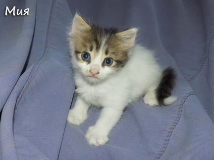 Красивые котята турецкий ван