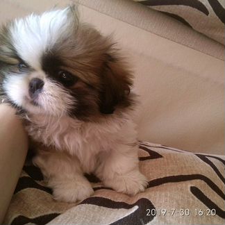 Продам щенка пекинеса, девочка 2 месяца