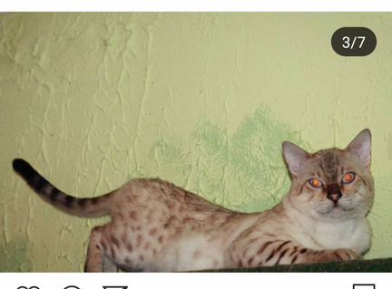 Бенгальский котик Родрсловная