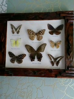 Бабочки, коллекция