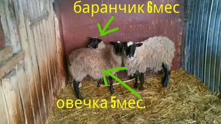 Баран и овечка романовской породы