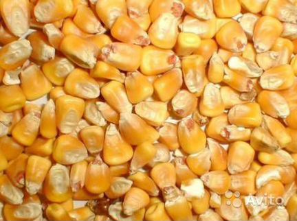 Продам кукурузу 2019 года, 10 мешков