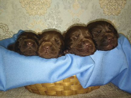Шоколадные щенки Лабрадора