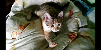 Котята от бенгальской кошки.метисы