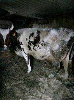 Продается корова Айширской породы