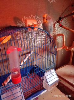 Волнистый попугай с клеткой и игровым стендом