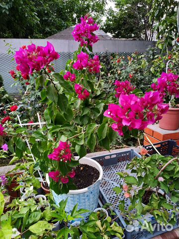 Бугенвиллия