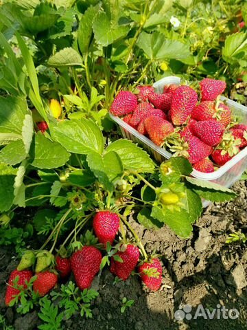 Клубника до самых морозов Рассаду на Весну