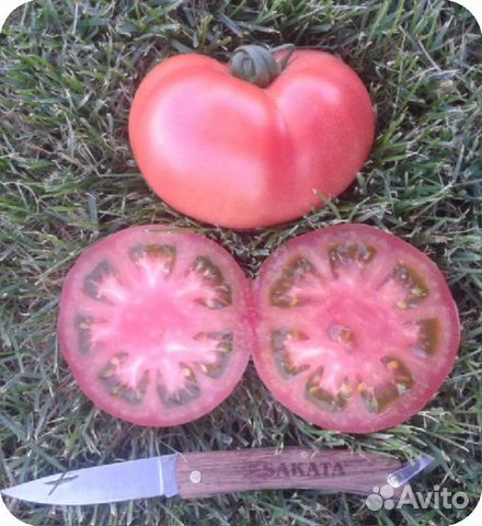 Семена Томата 