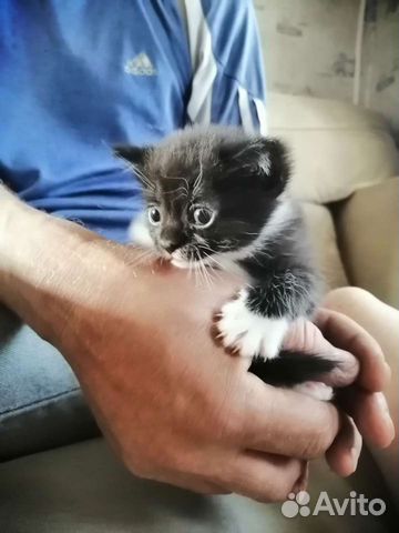 Животные камышлов