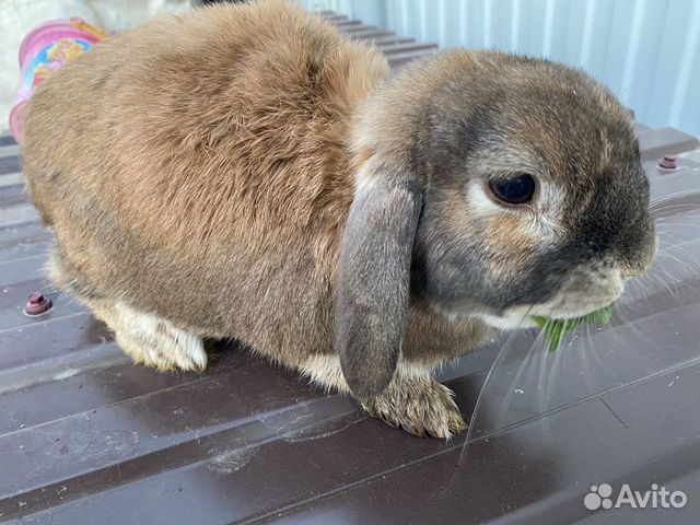 Кролик французский баран