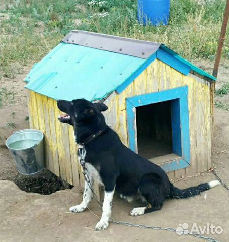 Замечательный щенок подросток, мальчик