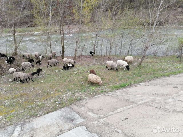 Сельхоз животные