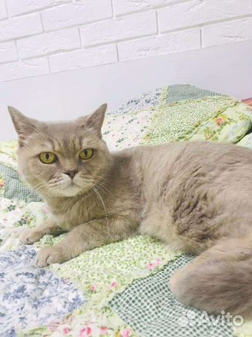 Золотистая британская кошечка в дар