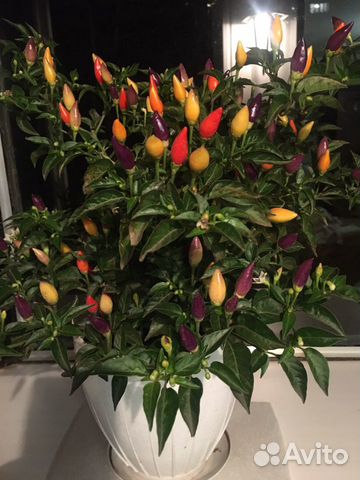 Семена перца острого Пиковая дама