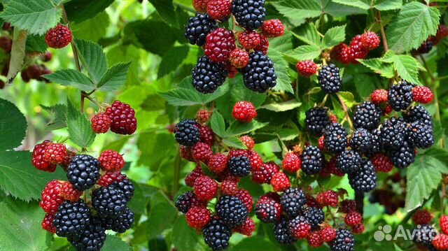 Ежевика садовая