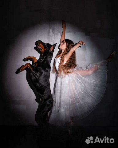 Доберман для фотосессий