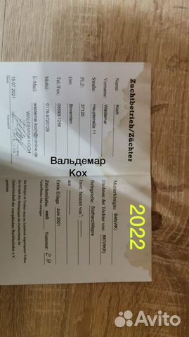 Пчелы. Пчеломатка. Пчелопакет. Бакфаст. Карника