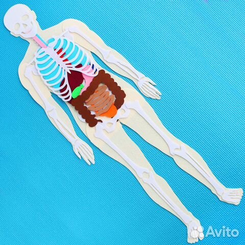 Анатомия человека - Монтессори пособие из фетра