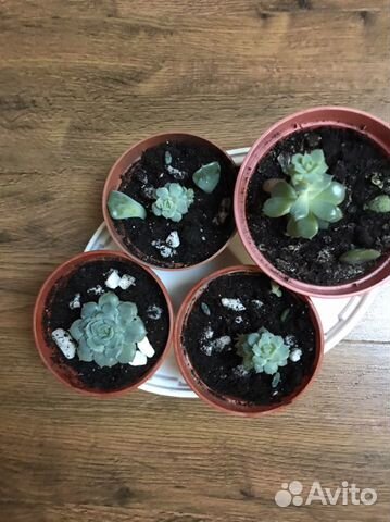 Молодило каменная роза