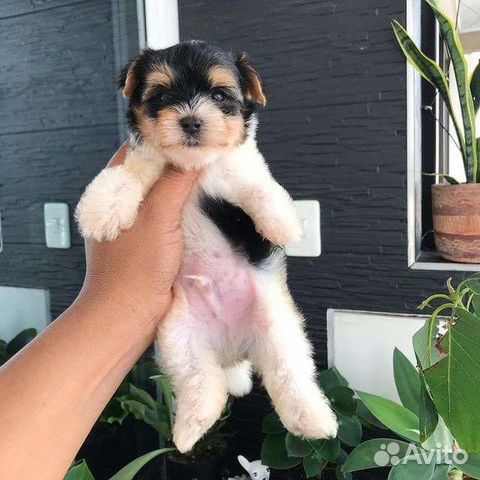 На дачу с новым другом