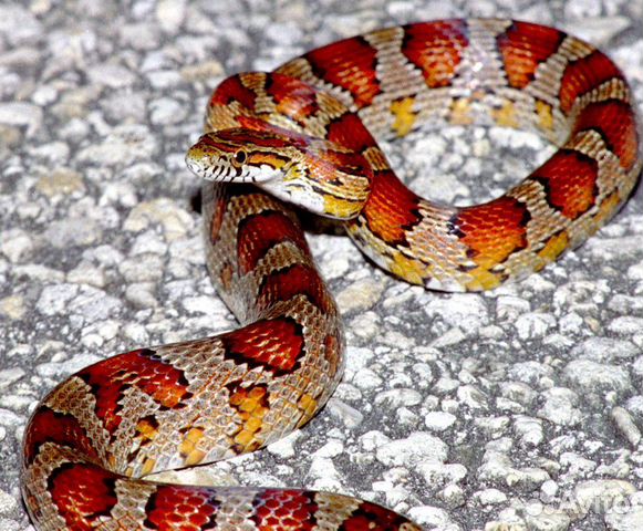 Аренда змеи для фотосессии