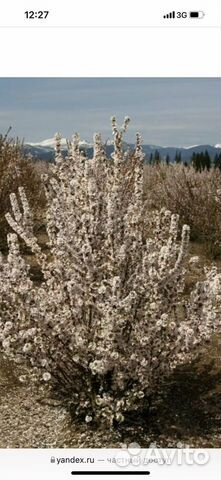 Вишня песчаная