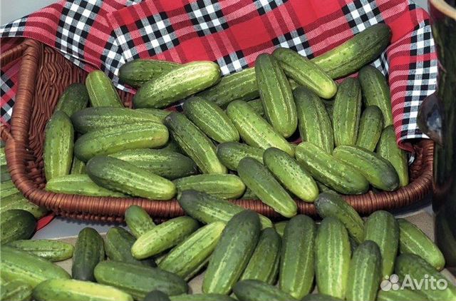 Рассада огурцов, помидор, перцев