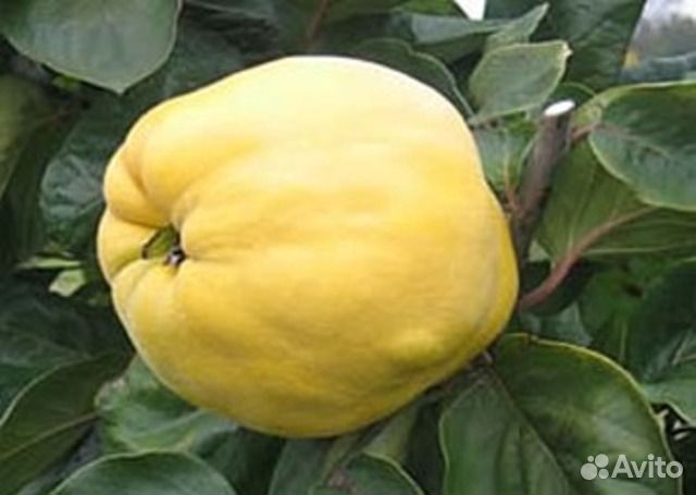 Айва Студентка