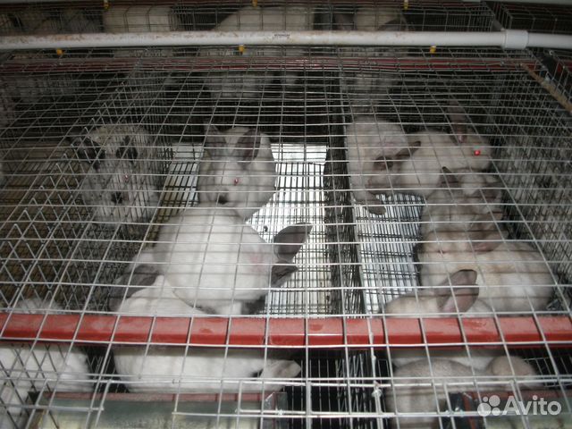 Кролики калифорнийские мясные скороспелые купить на Зозу.ру - фотография № 4