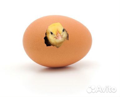 Инкубационное яйцо домашних кур купить на Зозу.ру - фотография № 1