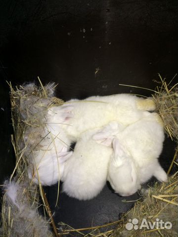 Кролики пароды. Новозеландская белая