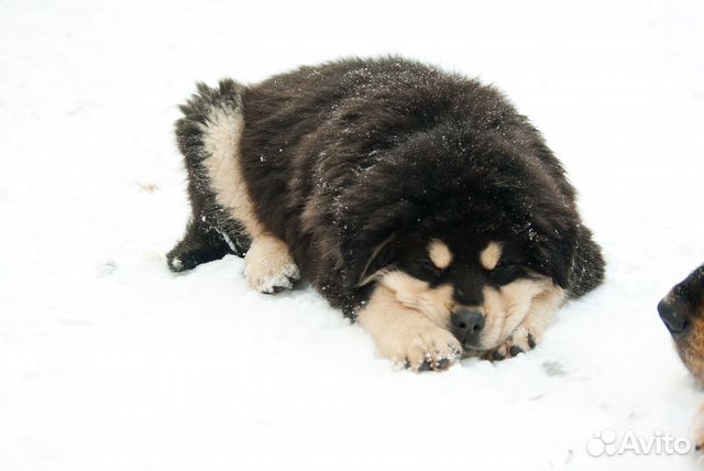 Продается щенок тибетского мастифа купить на Зозу.ру - фотография № 4